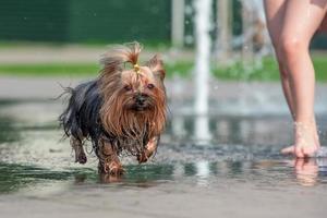 Hitze nasser Yorkshire Terrier badet in einem Fußgängerbrunnen
