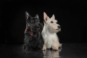 Paar schwarz-weiße Scottish Terrier Welpen auf dunklem Hintergrund