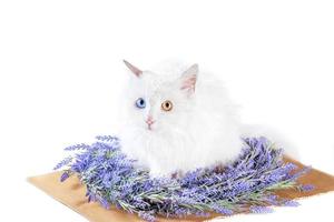 flache weiße Katze mit Heterochromie im Lavendelkranz foto
