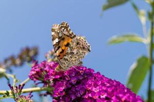 Schmetterling Vanessa Cardui oder Cynthia Cardui im Garten foto