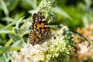 Schmetterling Vanessa Cardui oder Cynthia Cardui im Garten foto