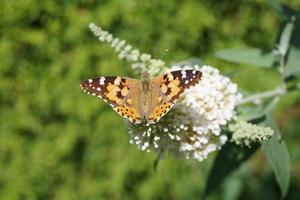 Schmetterling Vanessa Cardui oder Cynthia Cardui im Garten foto