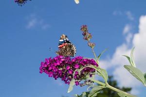 buddleja davidii der Schmetterlingsstrauch foto