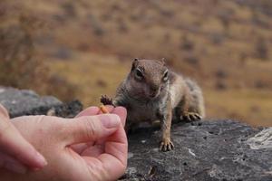 Barbary Grundeichhörnchen foto