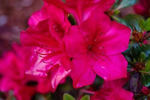 Rhododendron-Azalea-Blüte im Frühling