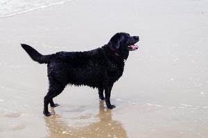 schwarzer Labrador Retriever spielt am Strand von Blavand Dänemark foto