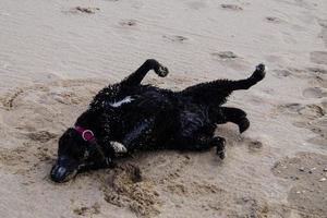 schwarzer Labrador Retriever spielt am Strand von Blavand Dänemark foto