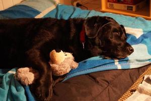 schwarzer Labrador Retriever schläft mit ihrem Teddy foto