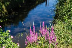 Blutweiderich - Lythrum Salicaria foto