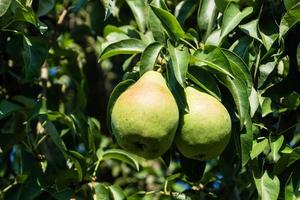 Birnenplantage im Hamburger Altland foto