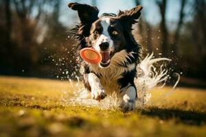 agil Rand Collie Haken ein fliegend Frisbeescheibe mit beeindruckend Akrobatik ai generiert foto