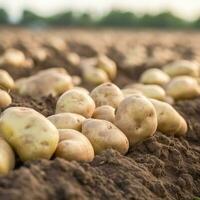 Kartoffeln auf das Feld Nahansicht. Ernte Kartoffeln. generativ ai foto