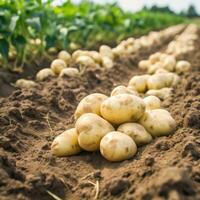 Kartoffeln auf das Feld Nahansicht. Ernte Kartoffeln. generativ ai foto