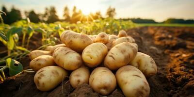 Kartoffeln auf das Feld Nahansicht. Ernte Kartoffeln. generativ ai foto