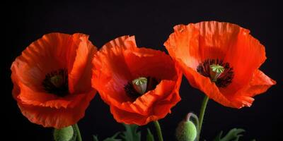 Mohn Tag. Erinnerung von alle das Soldaten Wer ist gestorben im Kriege miteinbeziehen großartig Großbritannien. generativ ai foto