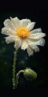 schön Adonis Blume mit Regentropfen. Foto zum Poster oder Hintergrund. generativ ai