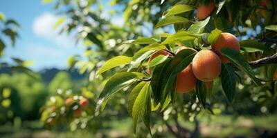 Nahansicht von Mangos hängend Mango Bauernhof, landwirtschaftlich Industrie Konzept. generativ ai foto