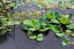 Nahaufnahme von Pistia Stratiotes auf dem Wasser foto