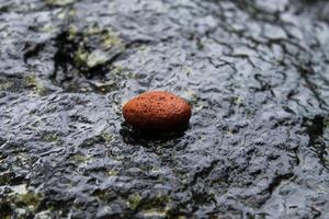 Nahaufnahme eines kleinen roten Felsens am Fluss foto