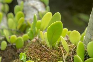 Wildpflanzen wachsen auf Moos foto