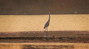 Vogel im Wasser wandern, Vögel fliegen, Blick auf den Sonnenuntergang am See? foto