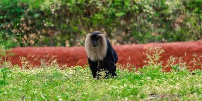 Affe sitzt auf dem Gras, im Zoo, Naturhintergrund foto