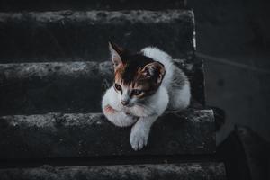 Babykatze, die auf den Stufen sitzt, zu Hause, in die Kamera schaut foto