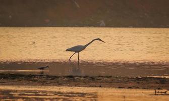 Vogel im Wasser wandern, Vögel fliegen, Blick auf den Sonnenuntergang am See? foto