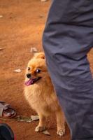 kleiner Hund, Hund im Hundepark, Tierliebhaber foto