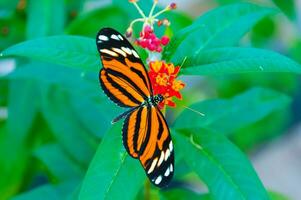 das Schönheit von das Farben und Muster von ein Schmetterling foto