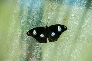 das Schönheit von das Farben und Muster von ein Schmetterling foto