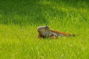 Leguan im ein natürlich Park foto