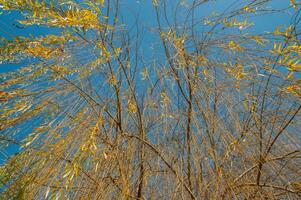 das natürlich Schönheit von Herbst Farben und fallen Blätter foto