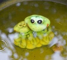 Statue von ein Spielzeug Frosch mit ein Frosch unter Wasser im ein Teich. foto