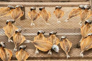 Museum von trocken Fisch, draußen, auf das Strand von nazaré im Portugal, hält das Tradition von Trocknen das Fisch zum das Tage von Knappheit foto