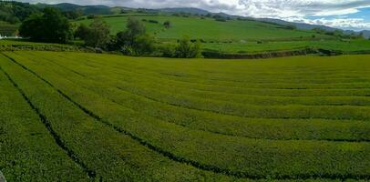 Tee Plantage Feld im Azoren foto