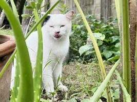 Nahansicht Porträt von ein Weiß inländisch Katze Sitzung im das Garten. Bild zum Veterinär Kliniken, Websites Über Katzen, zum Katze Lebensmittel. foto