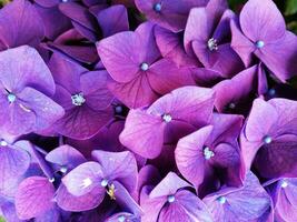 Hortensien sind das typisch Blumen von das Azoren Inseln foto