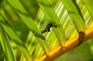 bunt Schmetterling Larven im ein Pflanze foto