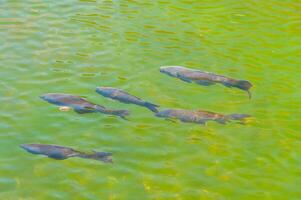 Fisch im ein transparent Grün Wasser See foto