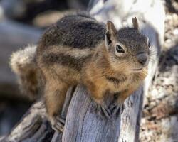 Chipmunk im Bryce Schlucht National Park foto