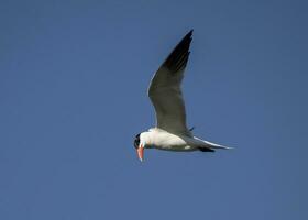 Kaspisch Seeschwalbe fliegend foto