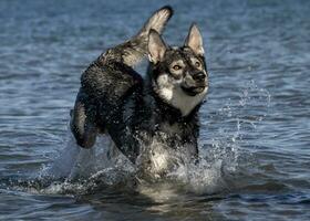 Hund im Wasser foto