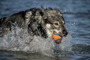 Hund im Wasser foto