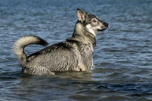 Hund im Wasser foto