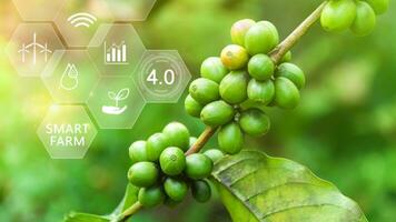 Kaffee Bohne Baum mit Infografiken Clever Landwirtschaft und Präzision Landwirtschaft 4.0 mit visuell Symbol, Digital Technologie Landwirtschaft und Clever Landwirtschaft Konzept. foto