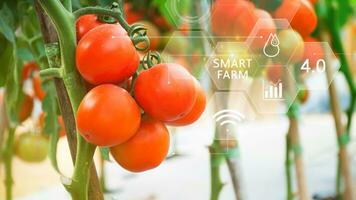 Tomaten im Gewächshaus mit Infografiken, Clever Landwirtschaft und Präzision Landwirtschaft 4.0 mit visuell Symbol, Digital Technologie Landwirtschaft und Clever Landwirtschaft Konzept. foto