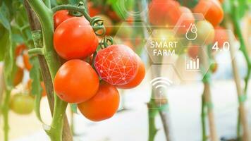 Tomaten im Gewächshaus mit Infografiken, Clever Landwirtschaft und Präzision Landwirtschaft 4.0 mit visuell Symbol, Digital Technologie Landwirtschaft und Clever Landwirtschaft Konzept. foto