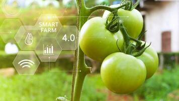 Tomaten im Gewächshaus mit Infografiken, Clever Landwirtschaft und Präzision Landwirtschaft 4.0 mit visuell Symbol, Digital Technologie Landwirtschaft und Clever Landwirtschaft Konzept. foto