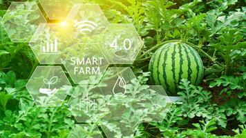 Wassermelone im Gewächshaus mit Infografiken, Clever Landwirtschaft und Präzision Landwirtschaft 4.0 mit visuell Symbol, Digital Technologie Landwirtschaft und Clever Landwirtschaft Konzept. foto